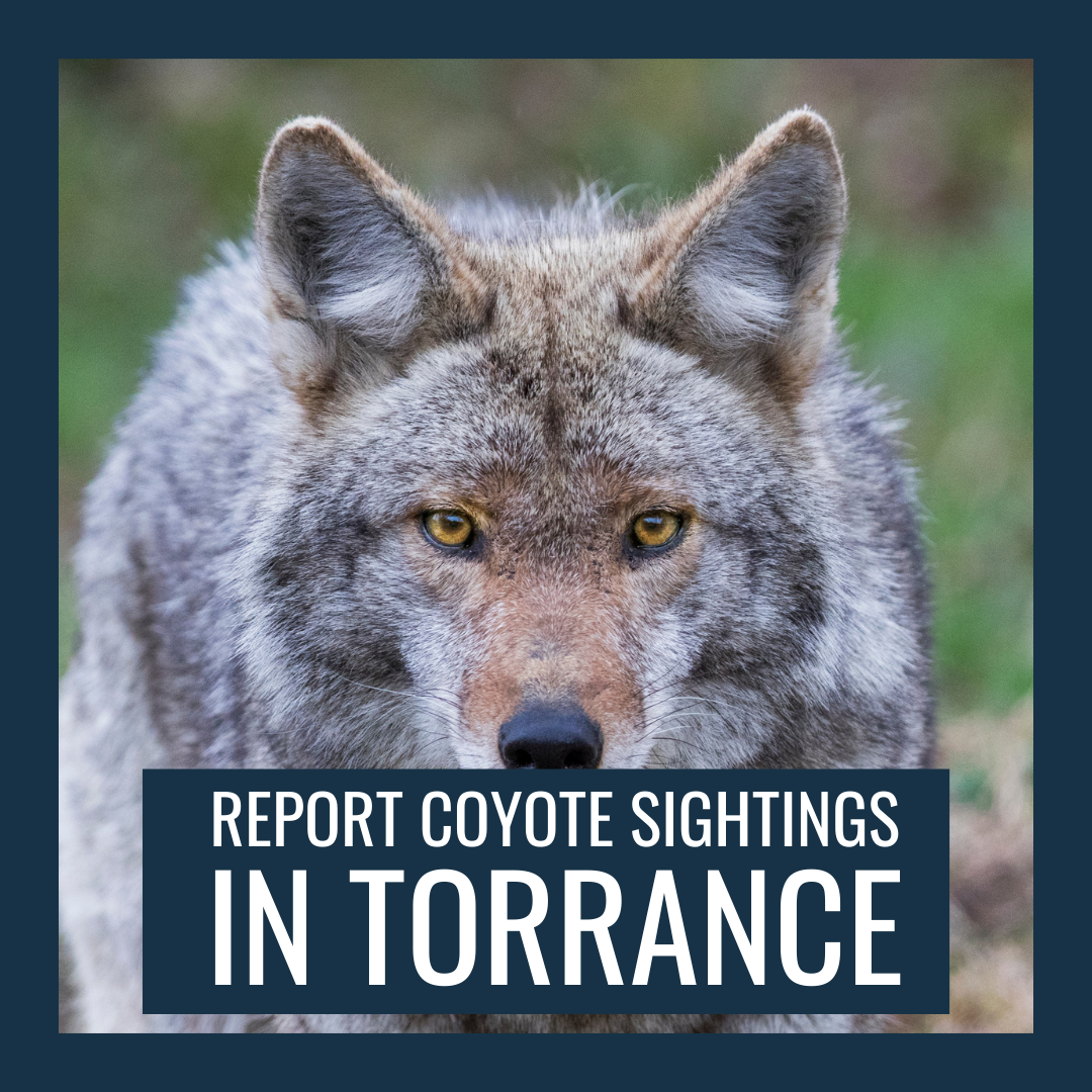 Image of a coyote with text "report coyote sightings in Torrance"