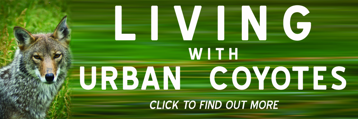 urban_coyotes_banner