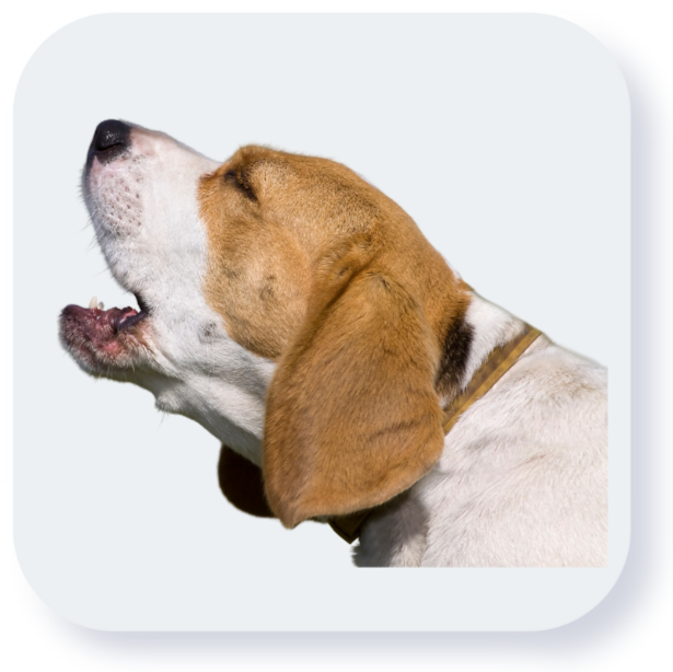 Icon Barking