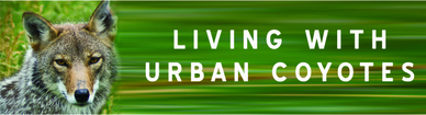Urban Coyotes Spotlight